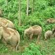 Nepal’s wild elephants are also on the move