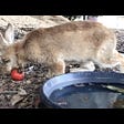 Can Rabbits Eat Persimmons?