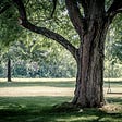 Árbol Analogía de la gente