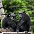 Different: Gender Through the Eyes of a Primatologist | Frans de Waal