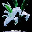 Easter Lily in Herbal Medicine View