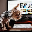 Is it unprofessional for pets to appear on virtual calls?