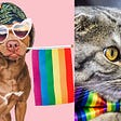 Queer Family Pets: Comfort During Calamity?