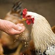 On Breeding Chickens