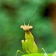 Covid-19 Mask Mandates: Lessons from a Praying Mantis