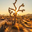 How to use the desert as a teacher: 4 questions to ask before you leave