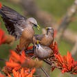 The majesty of nature (and an abundance of birds) on full display in Wiki Loves Earth 2020