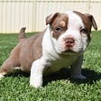 GORGEOUS TRI COLOR POCKET, MICRO AMERICAN BULLY PUPPIES FOR SALE — VENOMLINE