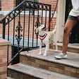 Side Hustle Story: I Made Over $500 My First Month as a Dog Walker