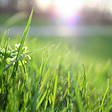 The Grass Is Greener: How to Make Your Landscaping Business More Sustainable