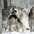 Can wolves tear down my junk food problems?
