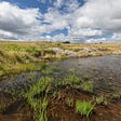 Scottish rewilding network grows to 50 sites in 18 months