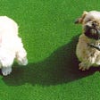 Artificial Turf is a Dog’s Best Friend