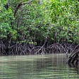 Mangroves Among Most Carbon-Rich Forests in the Tropics
