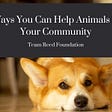 Patrick Reed on Ways You Can Help Animals in Your Community