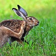 Power Animal Meditation: Hare