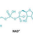 What Is NAD+ And Why Is It Important?