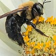 Bees: Fear Turns to Worry