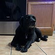 Mollie, the Black Lab, and Her Shenanigans