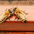 The soaring sex mobs that spawn honey bee colonies
