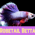 Rosetail Betta: A Good Beginner Fish?