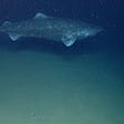 A Greenland shark in the Caribbean? How the fish found itself thousands of miles from its home