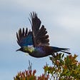 Make tuis fly across 15 monitors