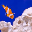 Finding Nemo’s Genes: International Team Creates First Reference Genome of Orange Clownfish