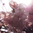 Kyoto’s Cherry Blossom