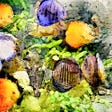 How to Make Your Aquarium Fish Happier with Their Fish Tanks