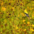 Goldfinches Dance in the Sunflowers