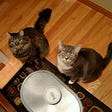 Adorable Cats Make Meeting Their Demands Worth the Hassle
