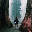 Of the Redwoods