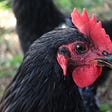 This is Clem Fandango, my black Australorp rooster.