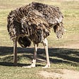 Do Ostriches Truly Bury Their Heads in the Sand?