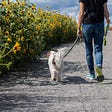 3 Questions to Ask Yourself While Walking