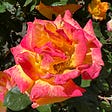 This East Bay Park Is a Rose Lover’s Paradise