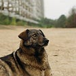 Chernobyl Dogs: A World Born in Ruins