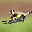 The Goldfinches On The Flyway