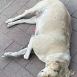 The Sleeping Dog Puts A Smile On My Face