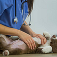 Veterinary Curbside Services