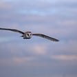 Behind the image — Barn owl in flight