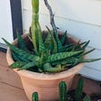 Determining the strength of San Pedro or Peruvian Torch Cactus