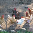 How I’m helping to save the birds by keeping chickens