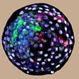 How can monkey-human hybrid embryos help fix the organ shortage