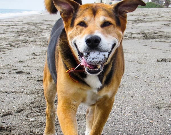 Badass Dog Names You Have Never Seen Before Md Emran