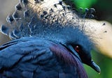 The Victoria Crowned Pigeon