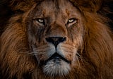 “The Lion’s Gaze,” “The Narativ Method,” and storytelling for professionals.
