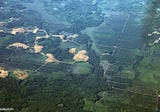 Unilever and Nestlé are burning Indonesia. Is “sustainable palm oil” a con?