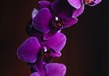 Falling Orchid Petals